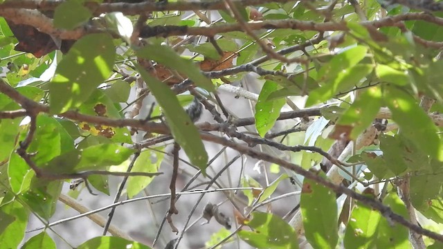 Speckled Piculet - ML615782725