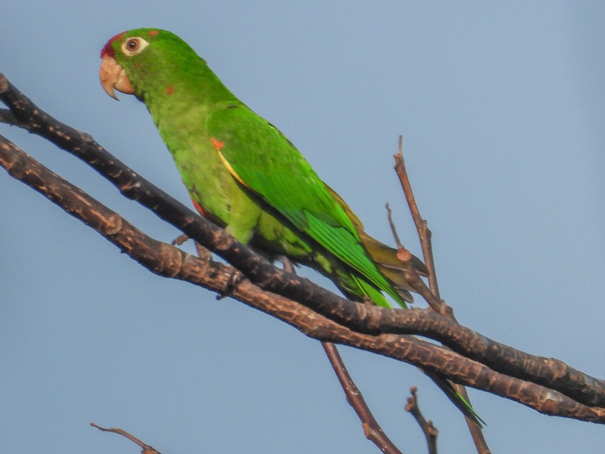 Crimson-fronted Parakeet - Thomas Schultz