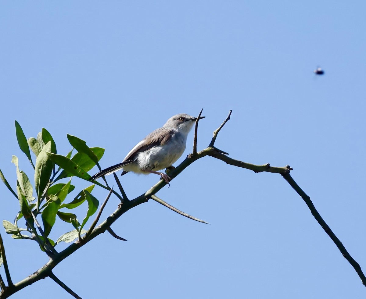 Karamoja Apalis - ML615782731