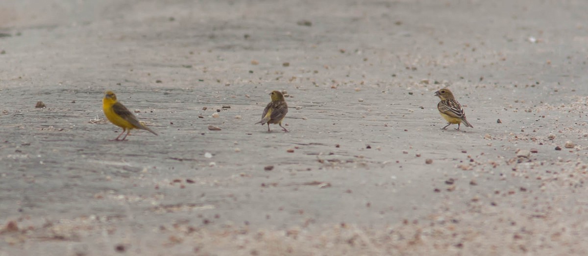 Grassland Yellow-Finch - ML615782742