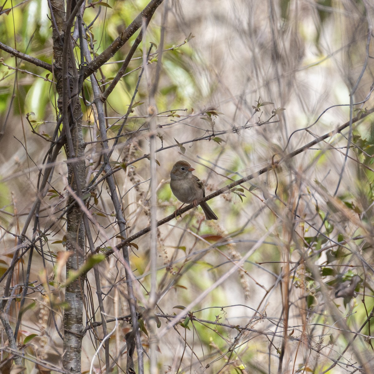 Field Sparrow - ML615782746