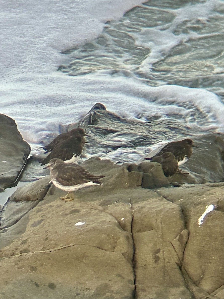 Surfbird - ML615782763