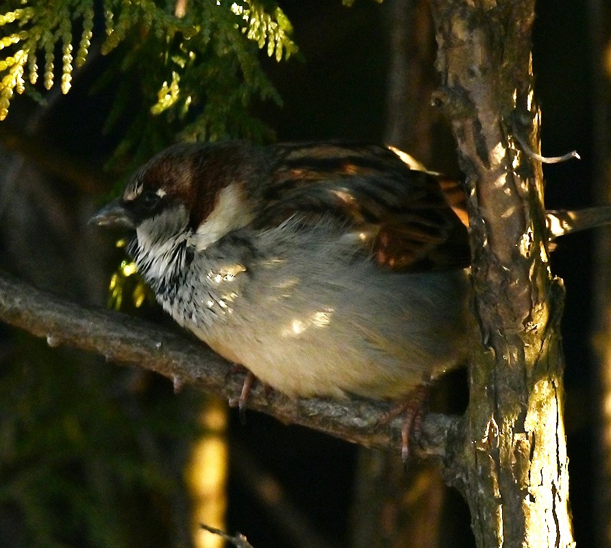 House Sparrow - Regis Fortin