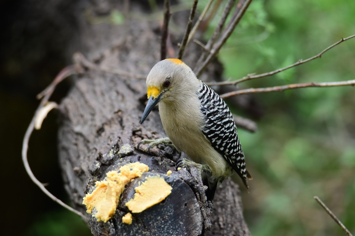 Golden-fronted Woodpecker - ML615782821