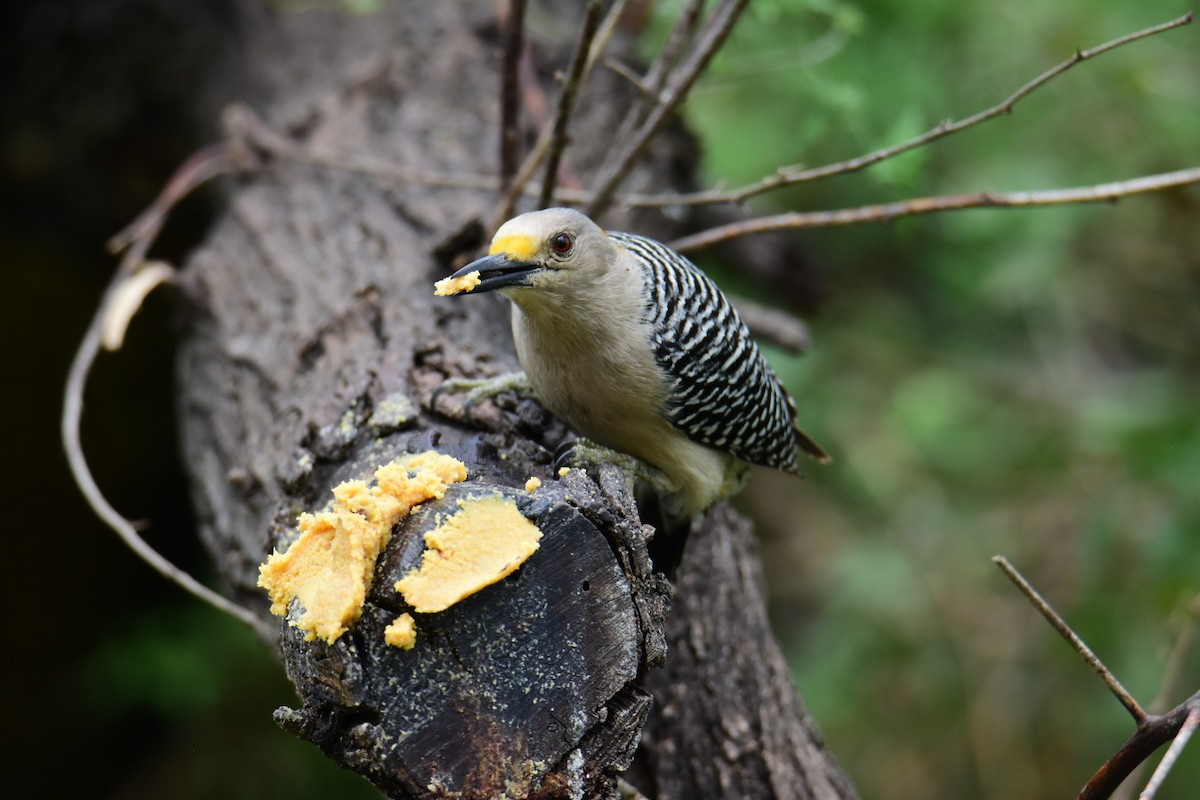 Golden-fronted Woodpecker - ML615782822