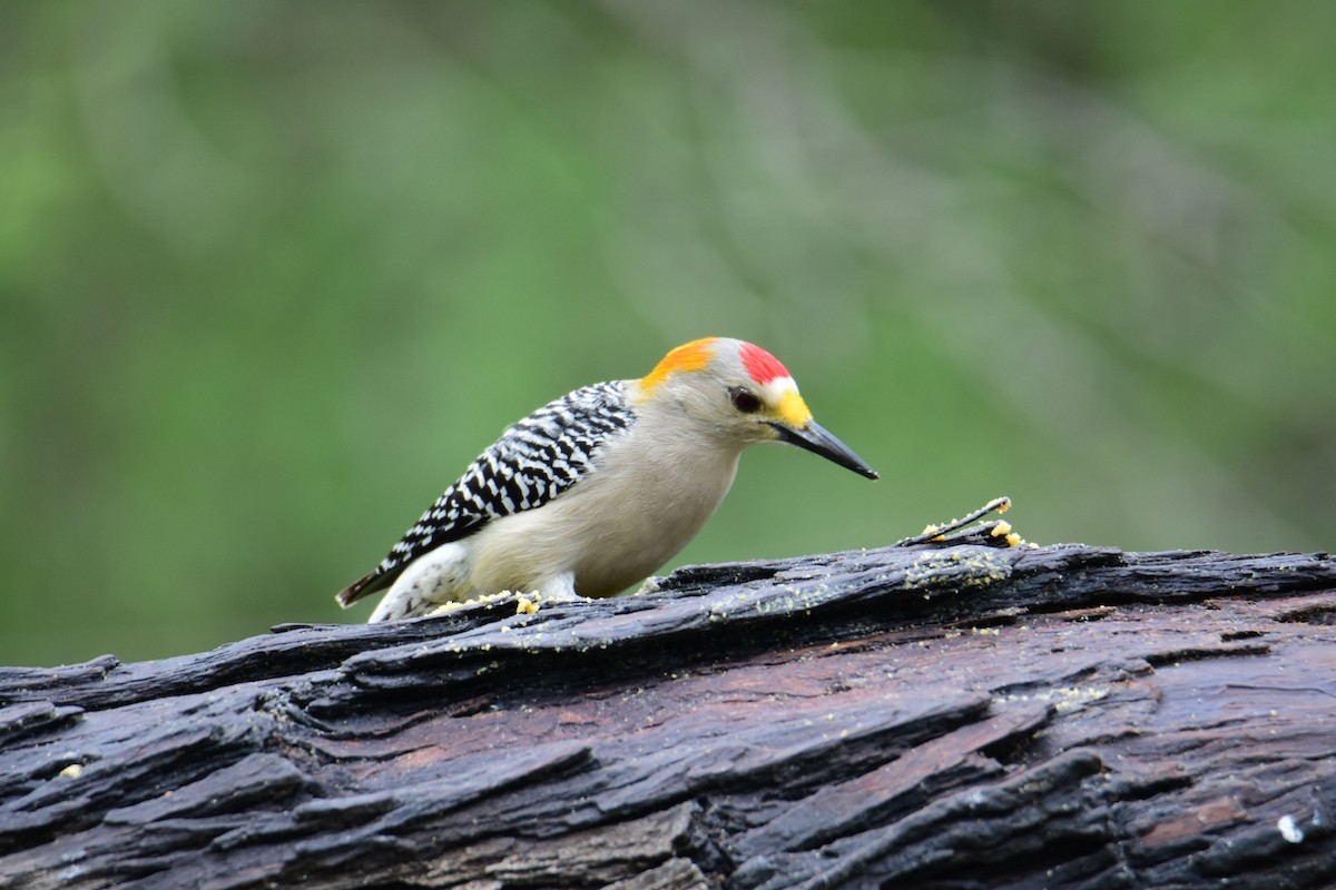 Golden-fronted Woodpecker - ML615782823