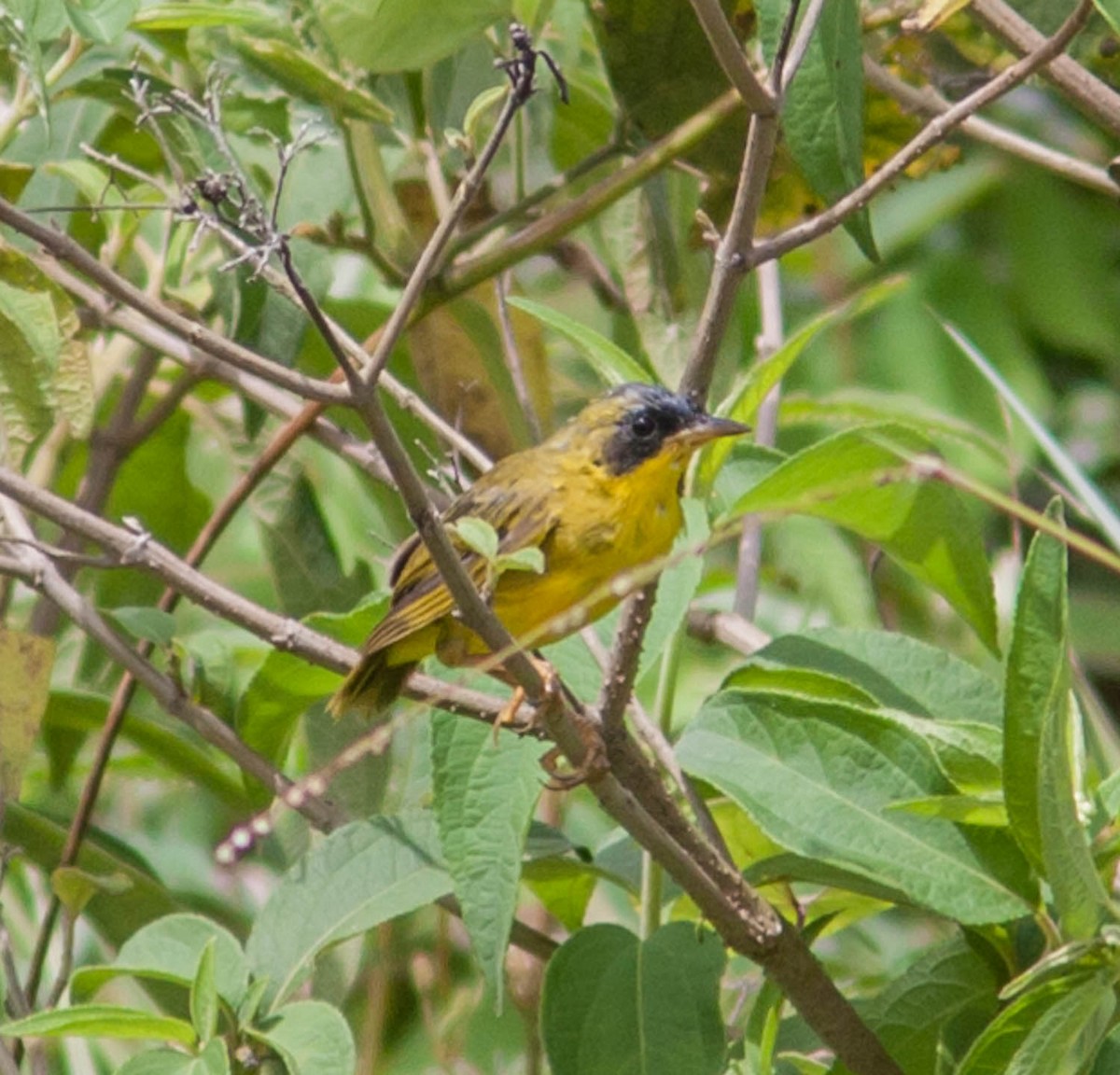 Masked Yellowthroat - ML615782832