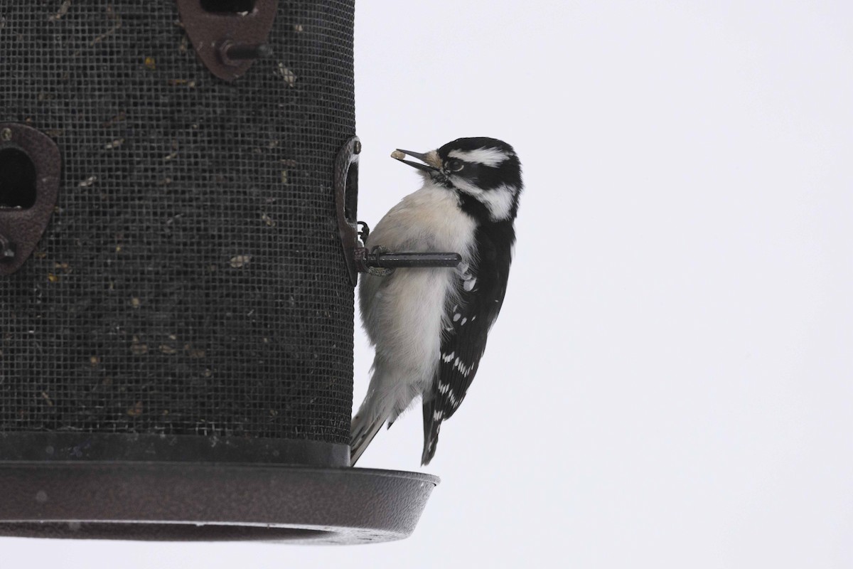 Downy Woodpecker - ML615782833