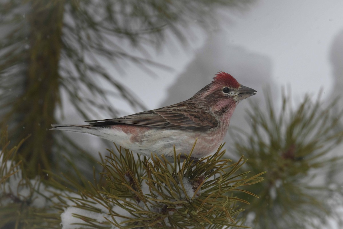 Cassin's Finch - Cameron Carver