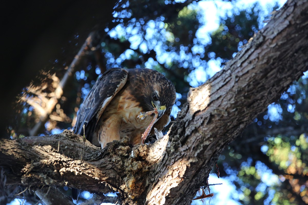 Red-tailed Hawk - ML615782850