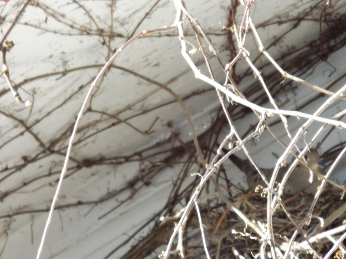 hrdlička karolínská - ML615782899