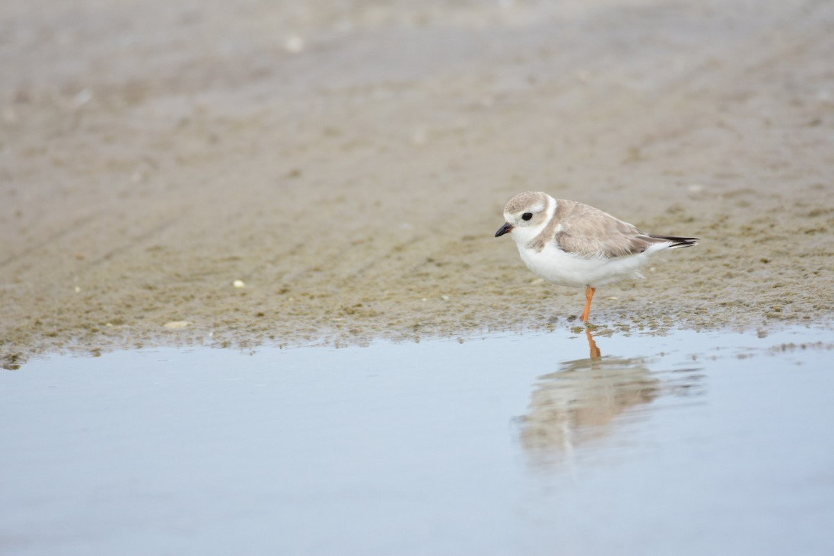 Piping Plover - Ezekiel Dobson