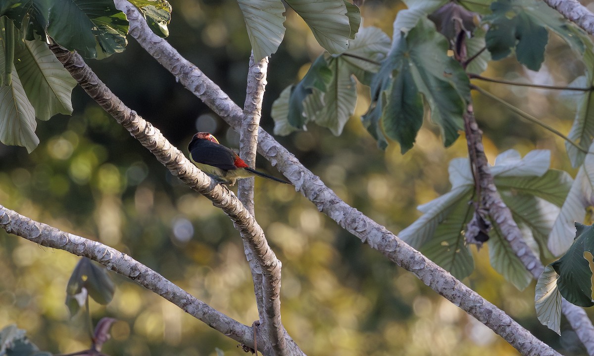 Green Aracari - Steve Kelling