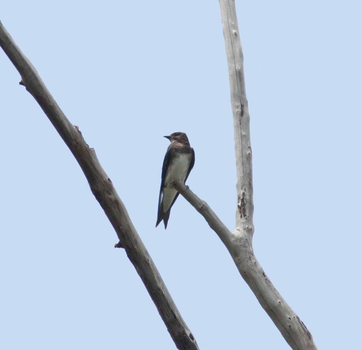 Golondrina Caribeña - ML615782915