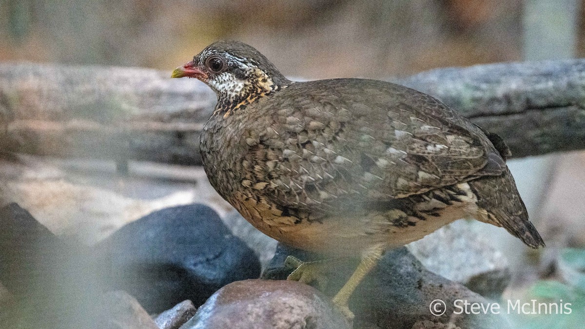 Scaly-breasted Partridge - Steve McInnis