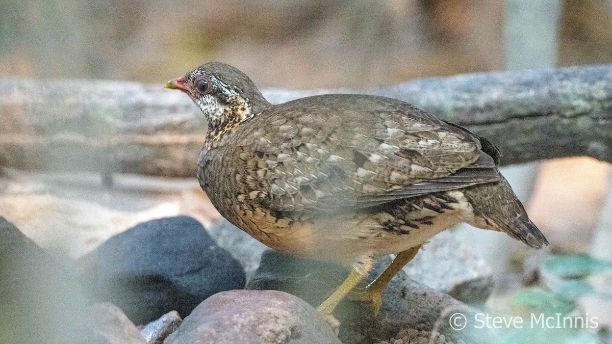 Scaly-breasted Partridge - ML615782950