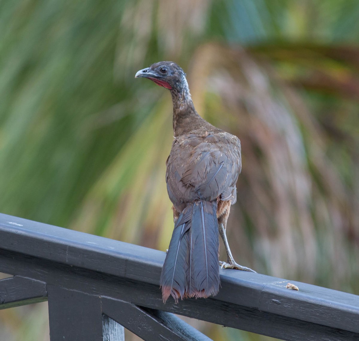 Rufous-vented Chachalaca - Brandon Best