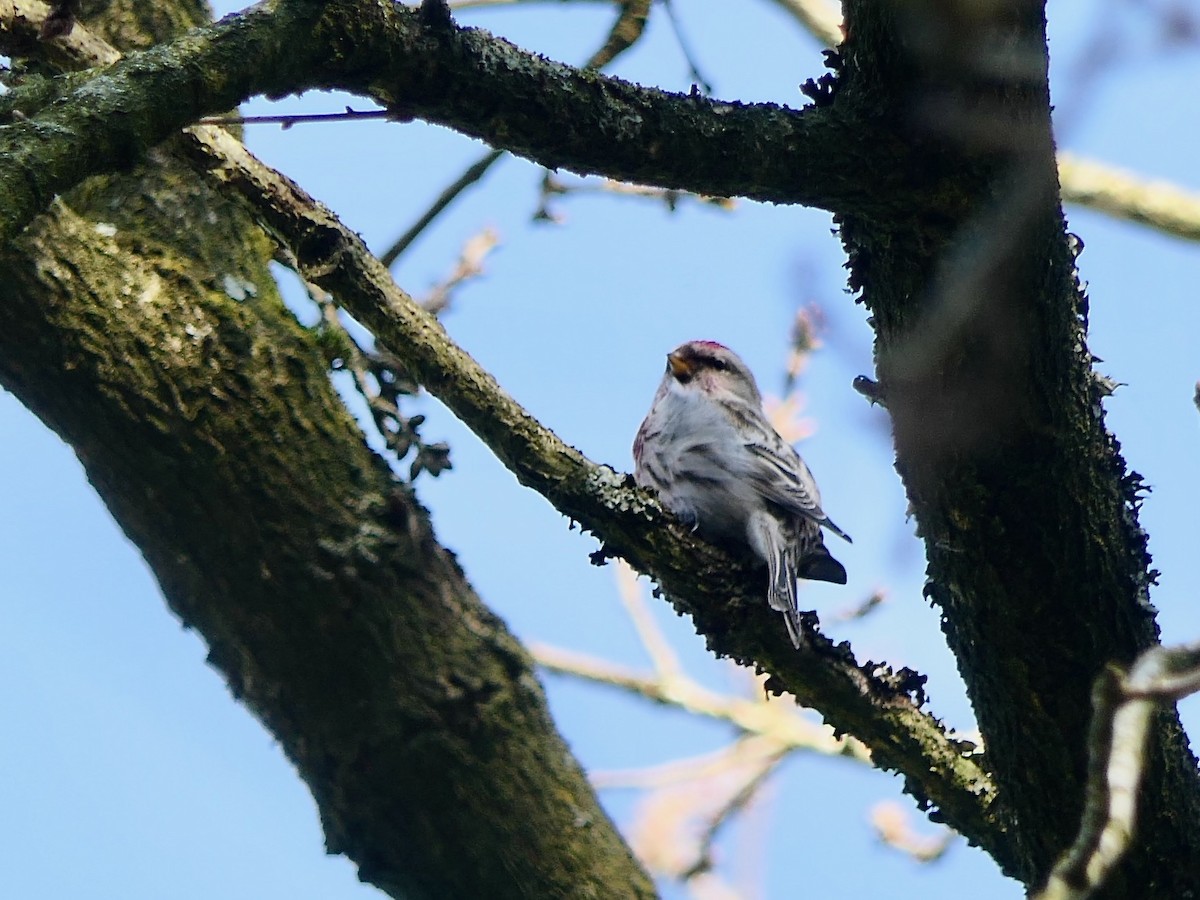 Redpoll (Common) - ML615782995