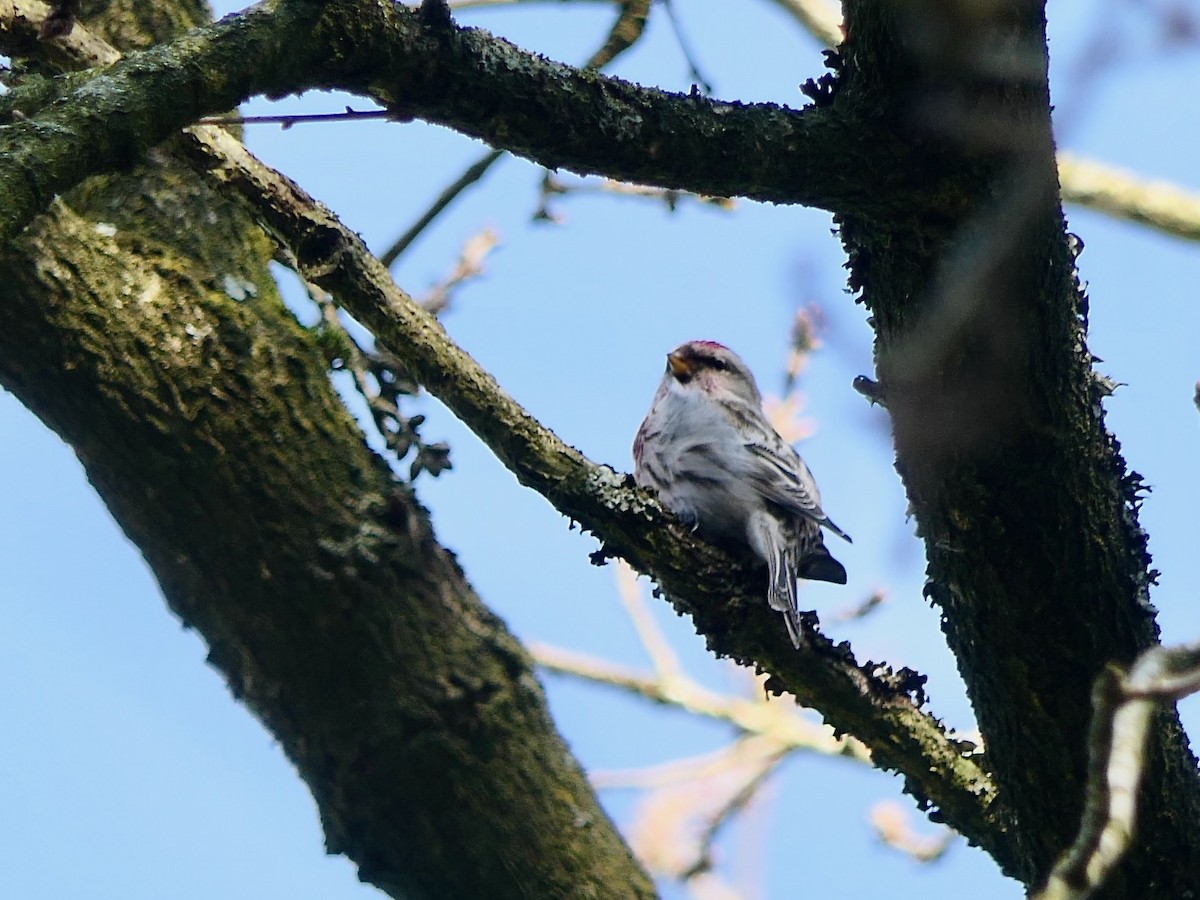 Common Redpoll - ML615782995