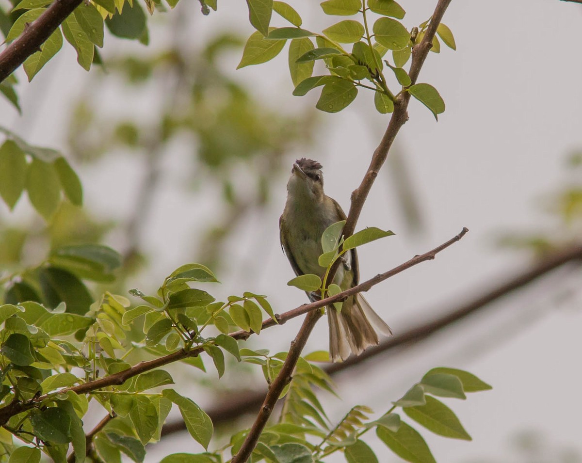 Vireo Chiví - ML615782998