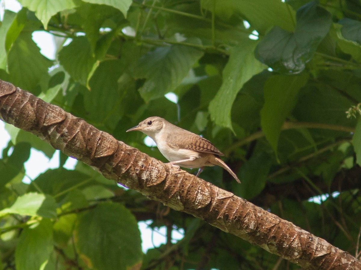 House Wren - ML615783055