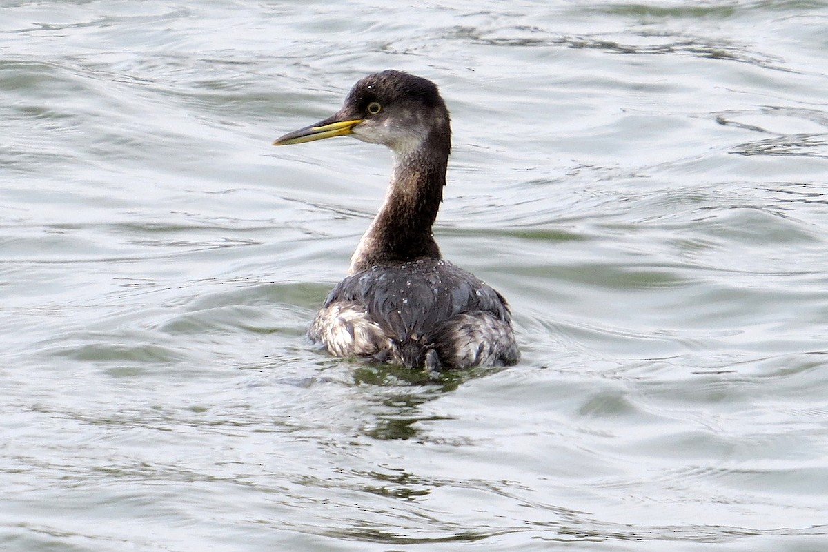 Red-necked Grebe - ML615783059