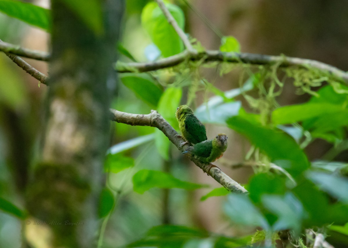 Yellow-capped Pygmy-Parrot - ML615783076