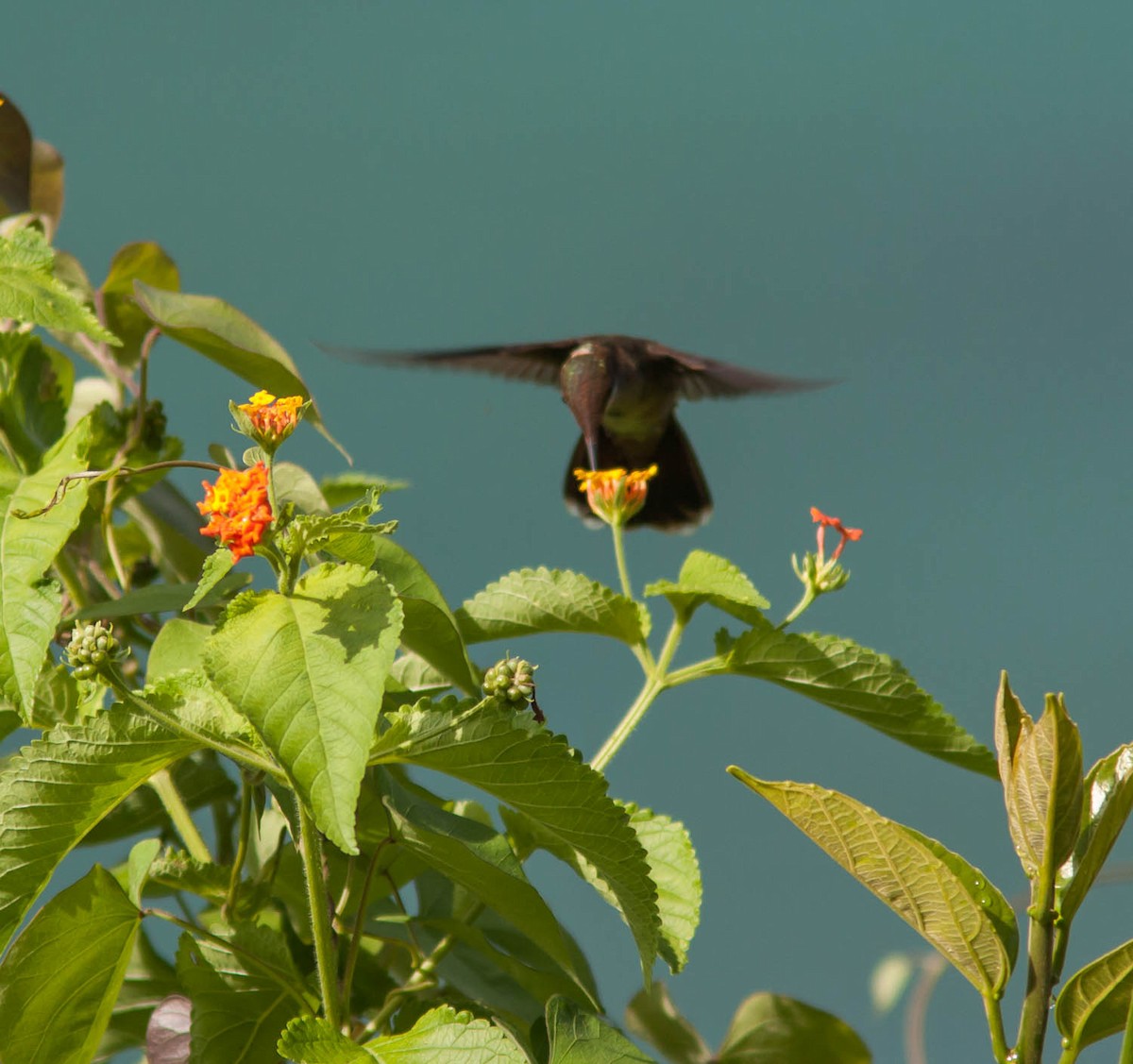 Colibri rubis-topaze - ML615783088