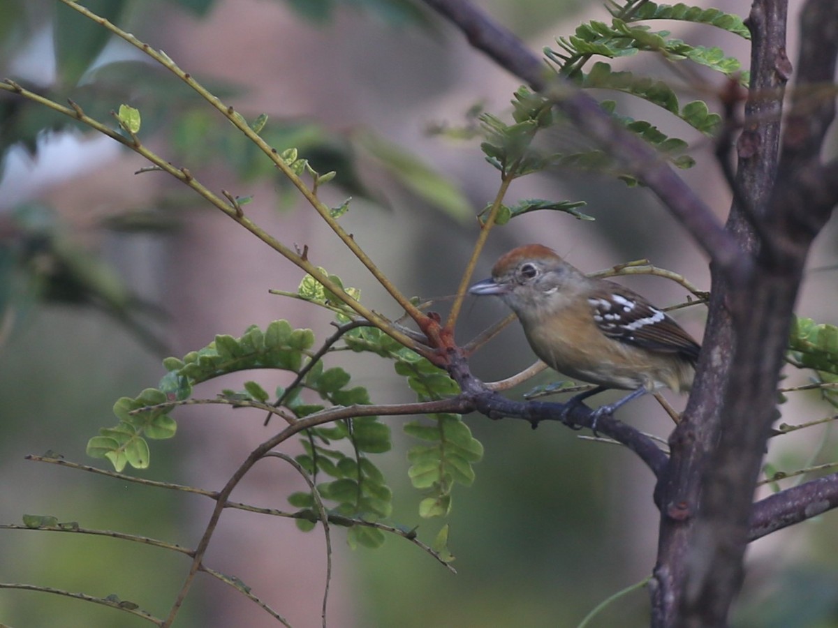 Planalto Slaty-Antshrike - ML615783105