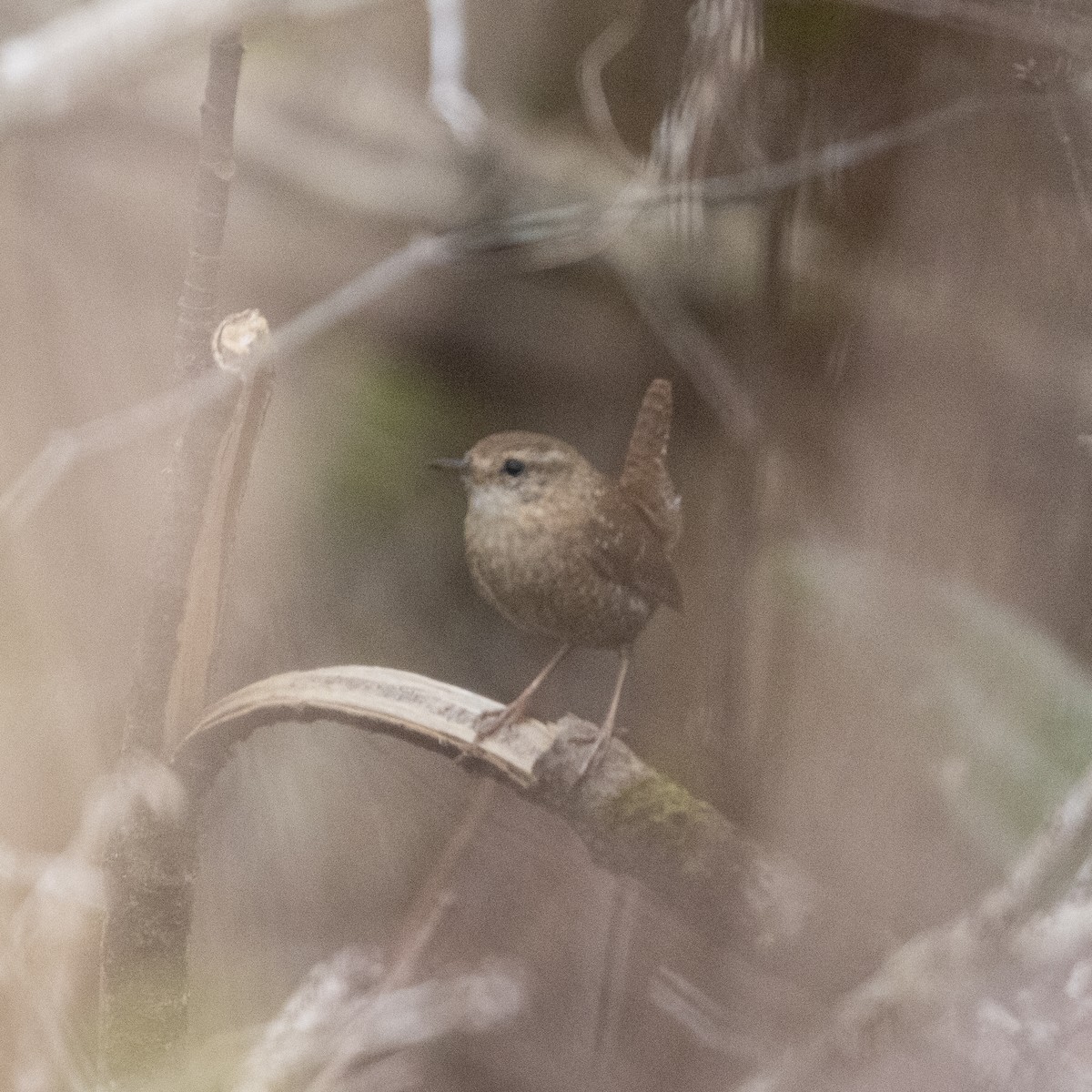 Winter Wren - Edwin Wilke