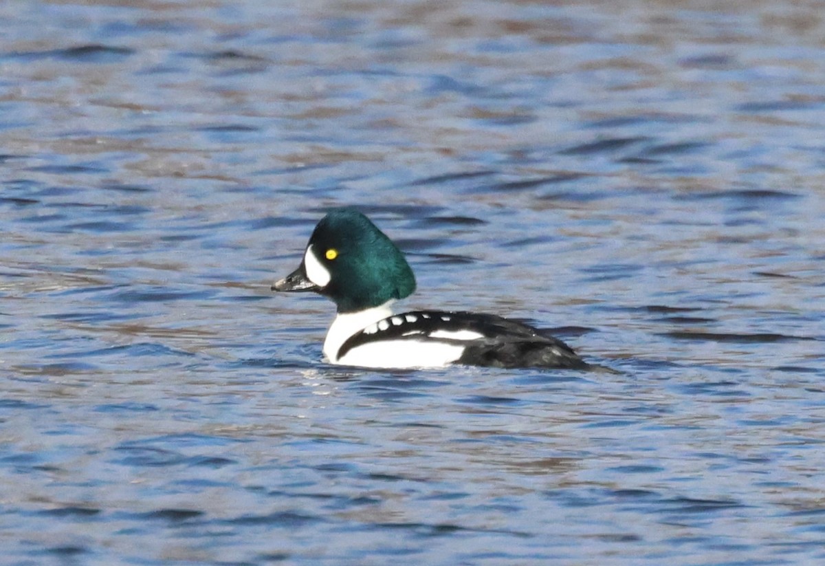 Barrow's Goldeneye - ML615783155