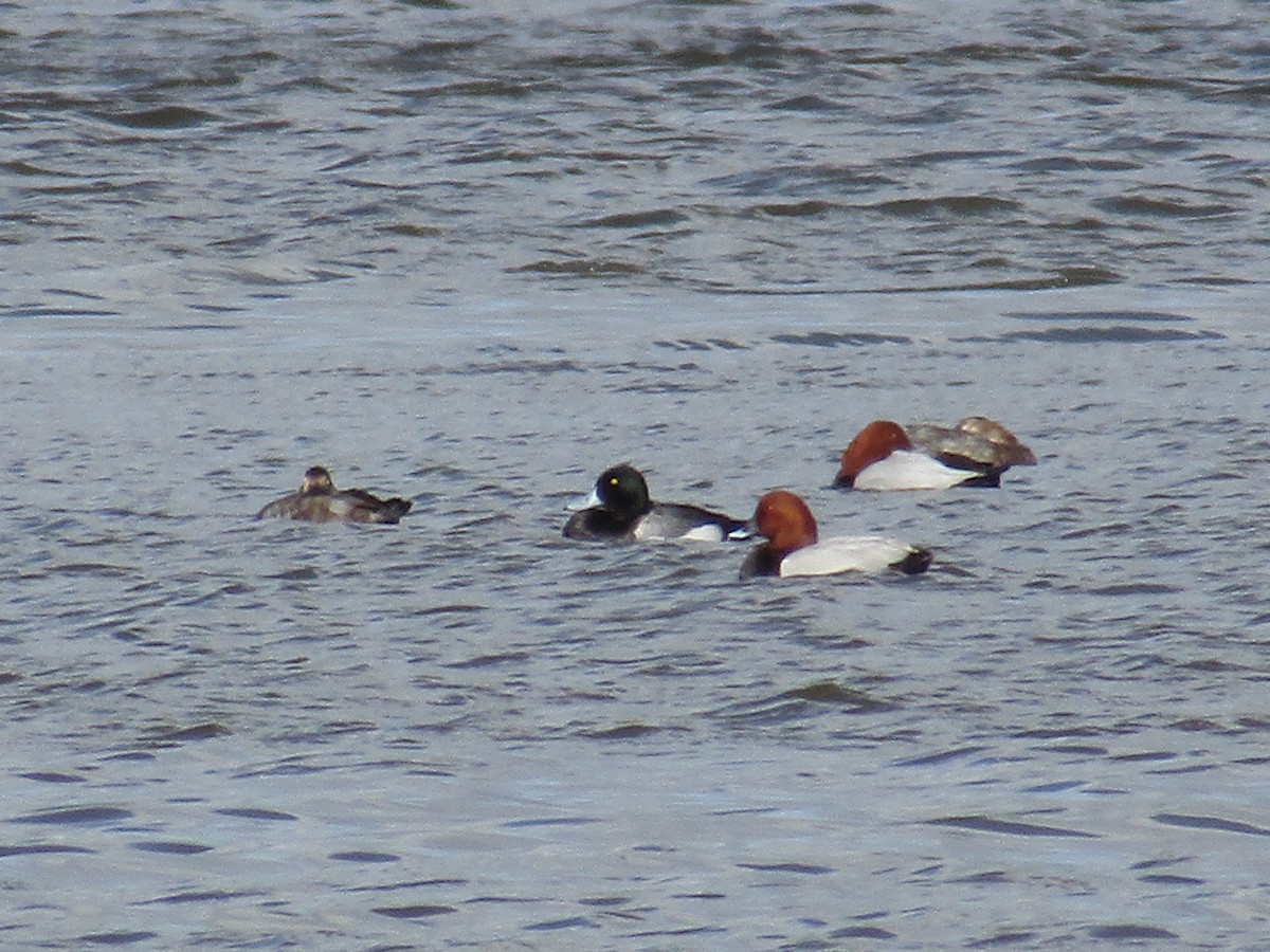 Greater Scaup - ML615783178
