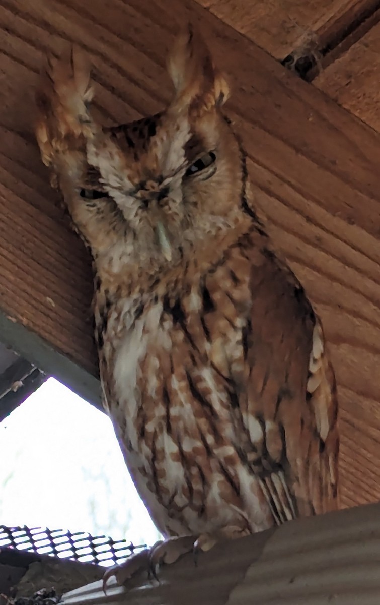 Eastern Screech-Owl - ML615783185