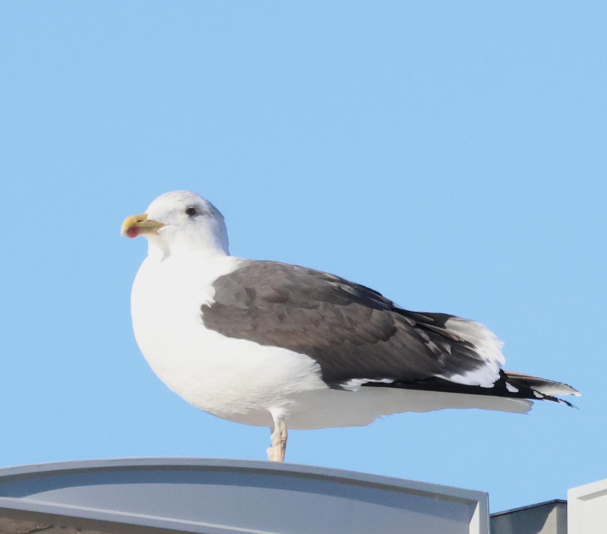 Great Black-backed Gull - ML615783186