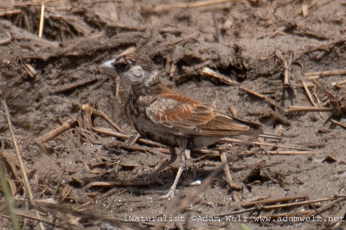 Chestnut-backed Sparrow-Lark - Adam Welz