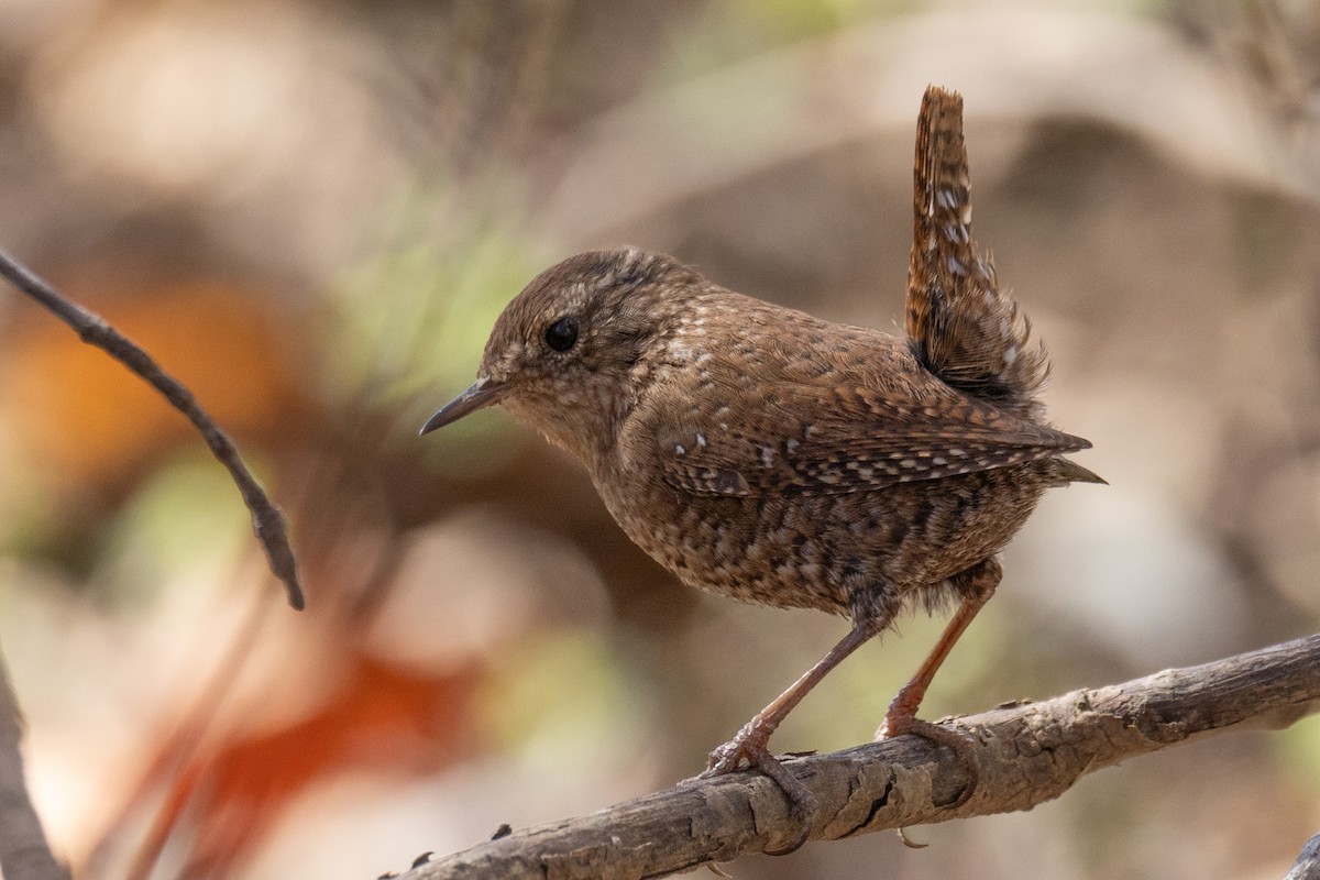 Winter Wren - ML615783317
