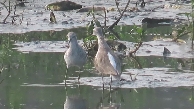 Marsh Sandpiper - ML615783324