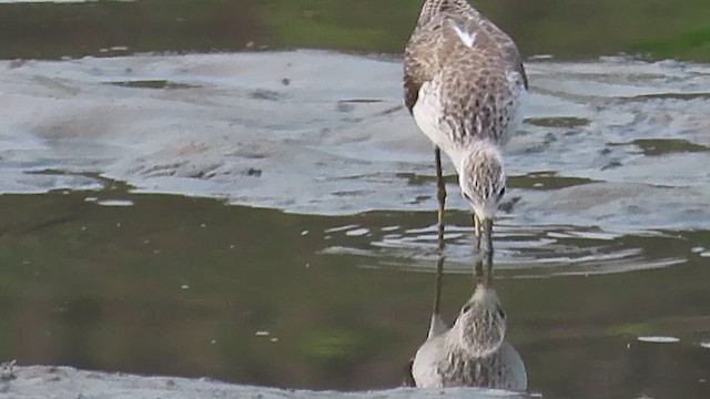 Marsh Sandpiper - ML615783331