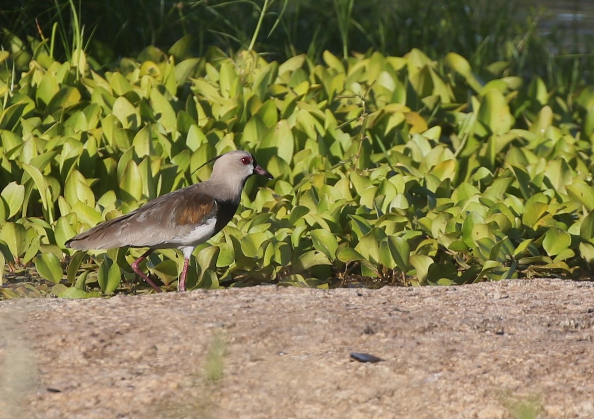 Southern Lapwing - Carlos Eduardo Agne