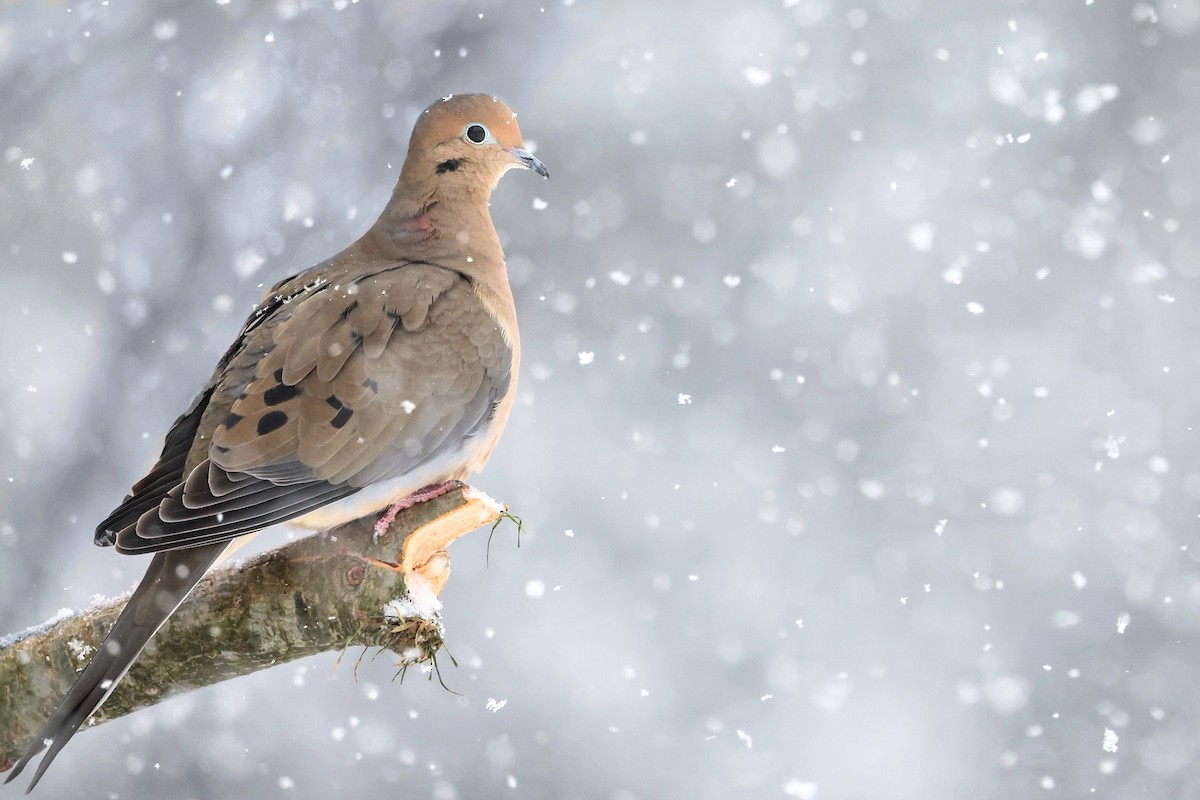 Mourning Dove - ML615783472