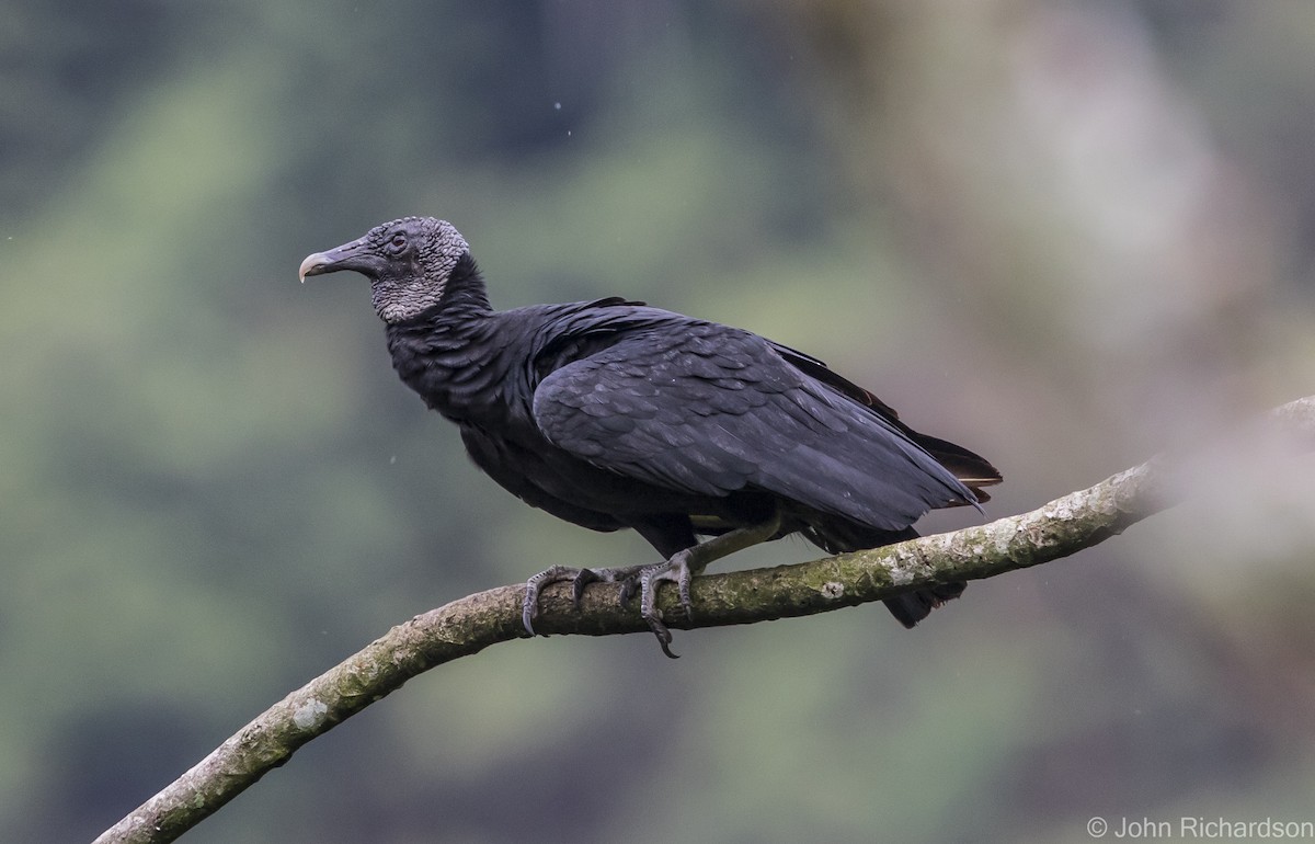 Black Vulture - John Richardson