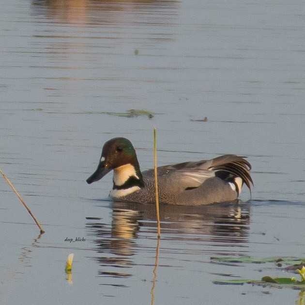 Falcated Duck - ML615783501