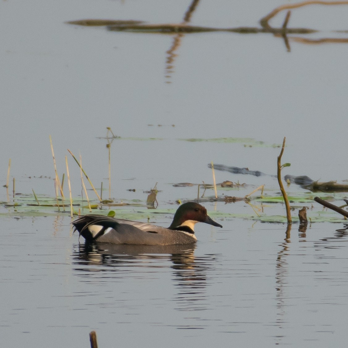 Falcated Duck - Deepkisan Bisen