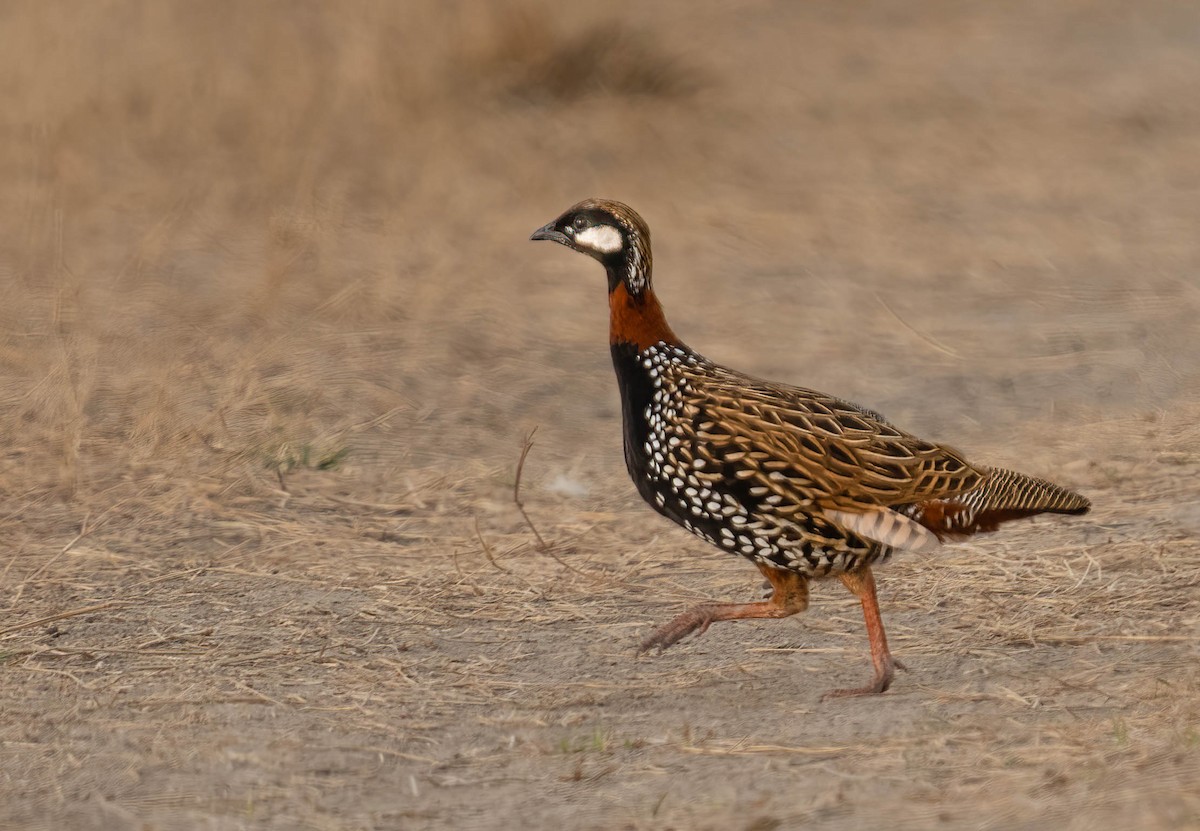 Black Francolin - ML615783531