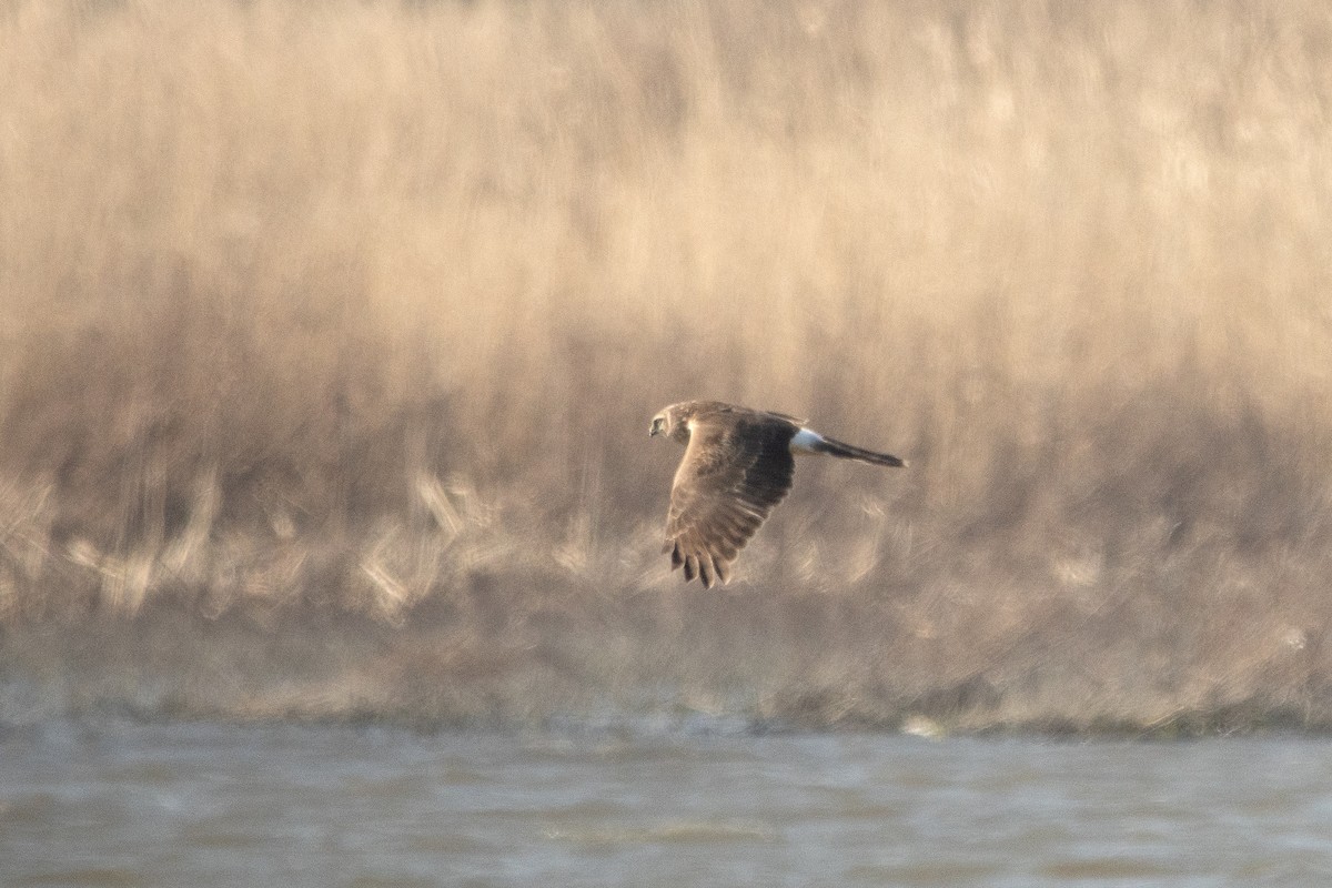 Hen Harrier - ML615783545