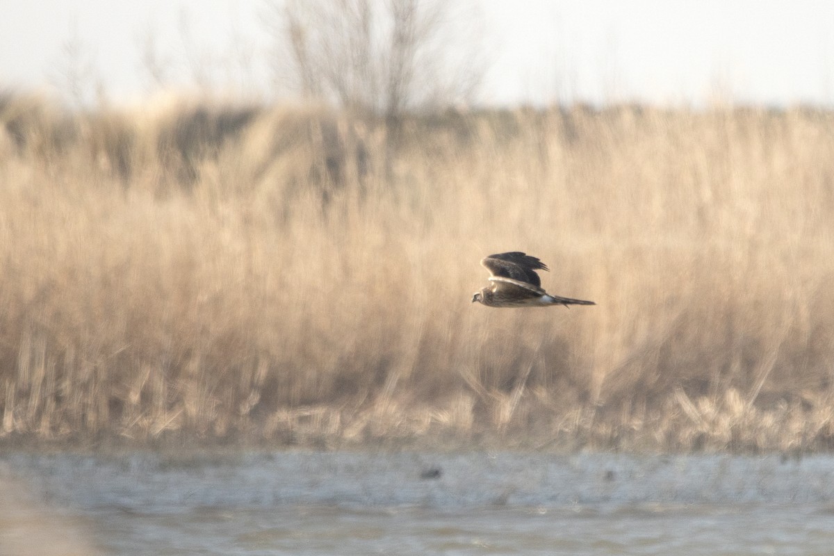 Aguilucho Pálido - ML615783547