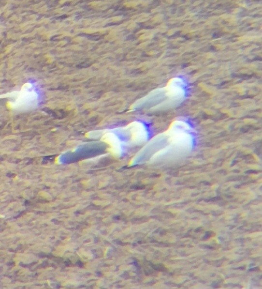 Lesser Black-backed Gull - ML615783549