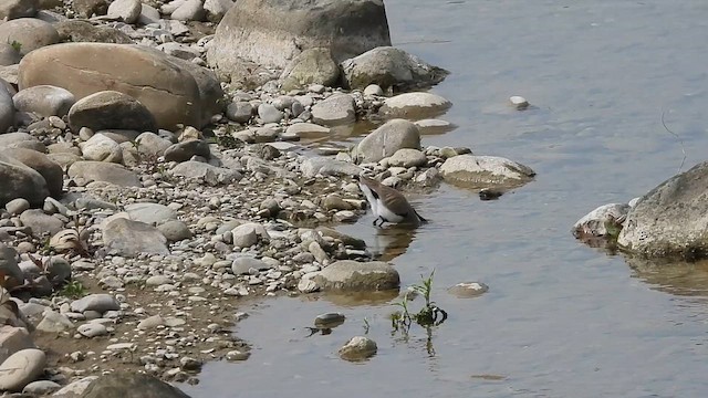 River Lapwing - ML615783555