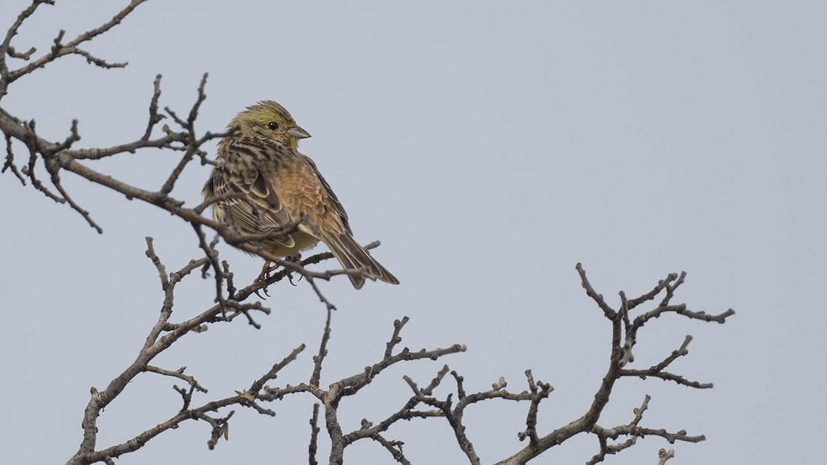 Yellowhammer - ML615783598