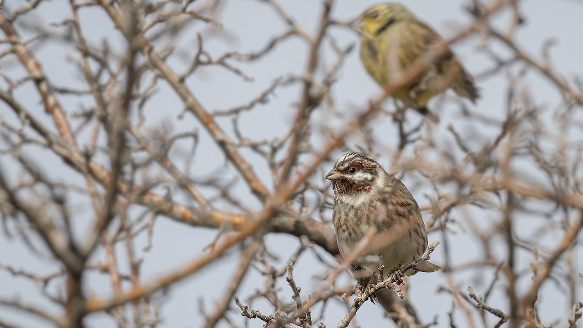 Pine Bunting - Engin BIYIKOĞLU